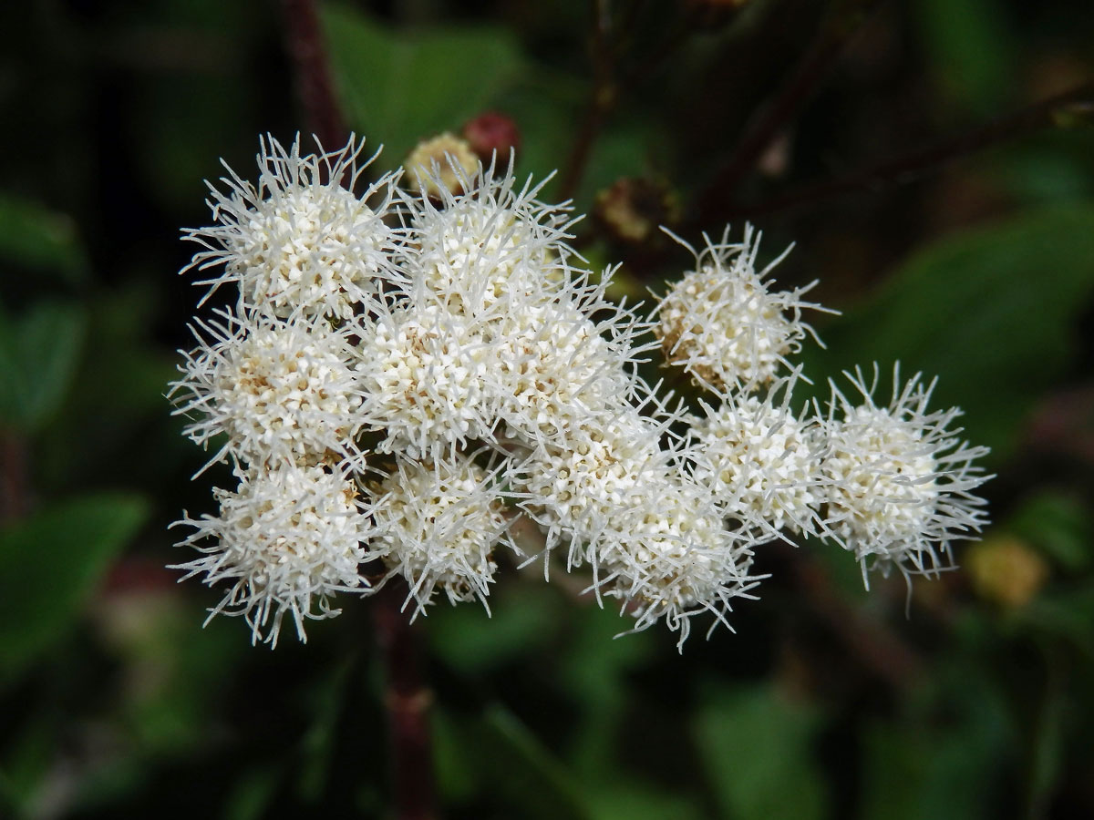 Nestarka (Ageratina adenophora (Spreng.) King & H.E. Robins.)