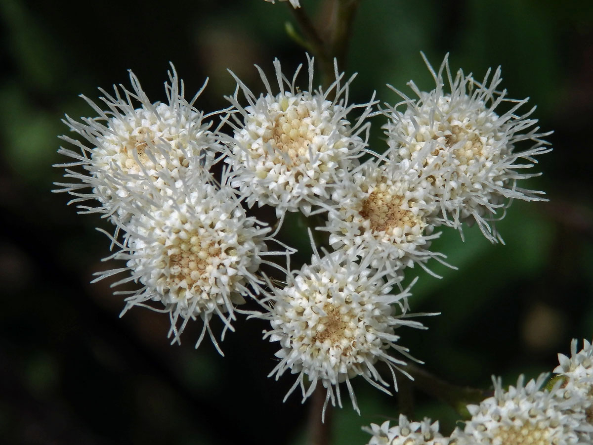 Nestarka (Ageratina adenophora (Spreng.) King & H.E. Robins.)