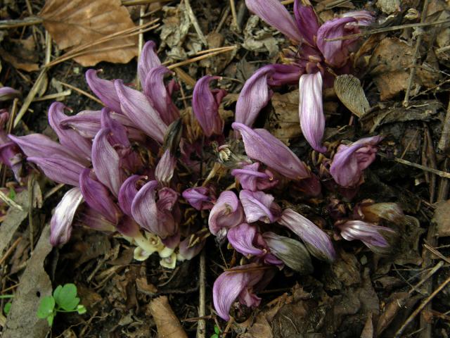 Podbílek (Lathraea claudestina L.)