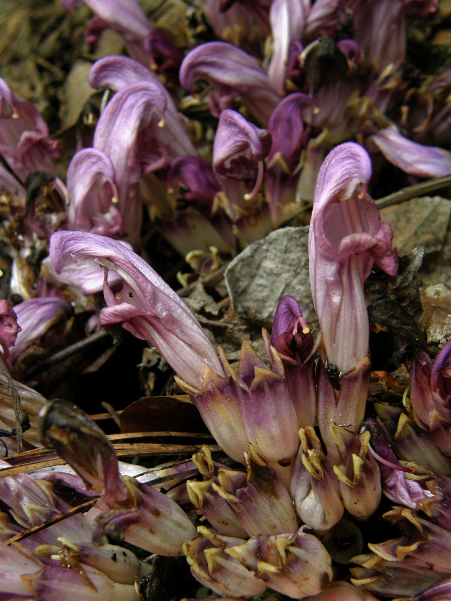 Podbílek (Lathraea claudestina L.)