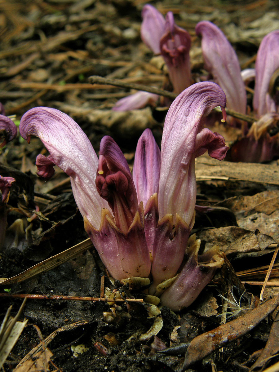 Podbílek (Lathraea claudestina L.)