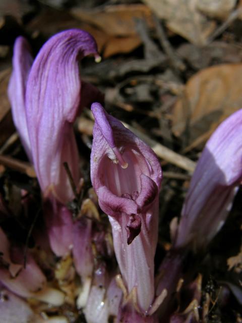 Podbílek (Lathraea claudestina L.)