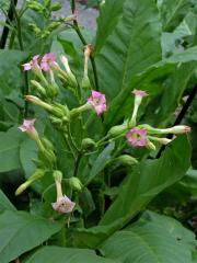 Tabák virginský (Nicotiana tabacum L.)