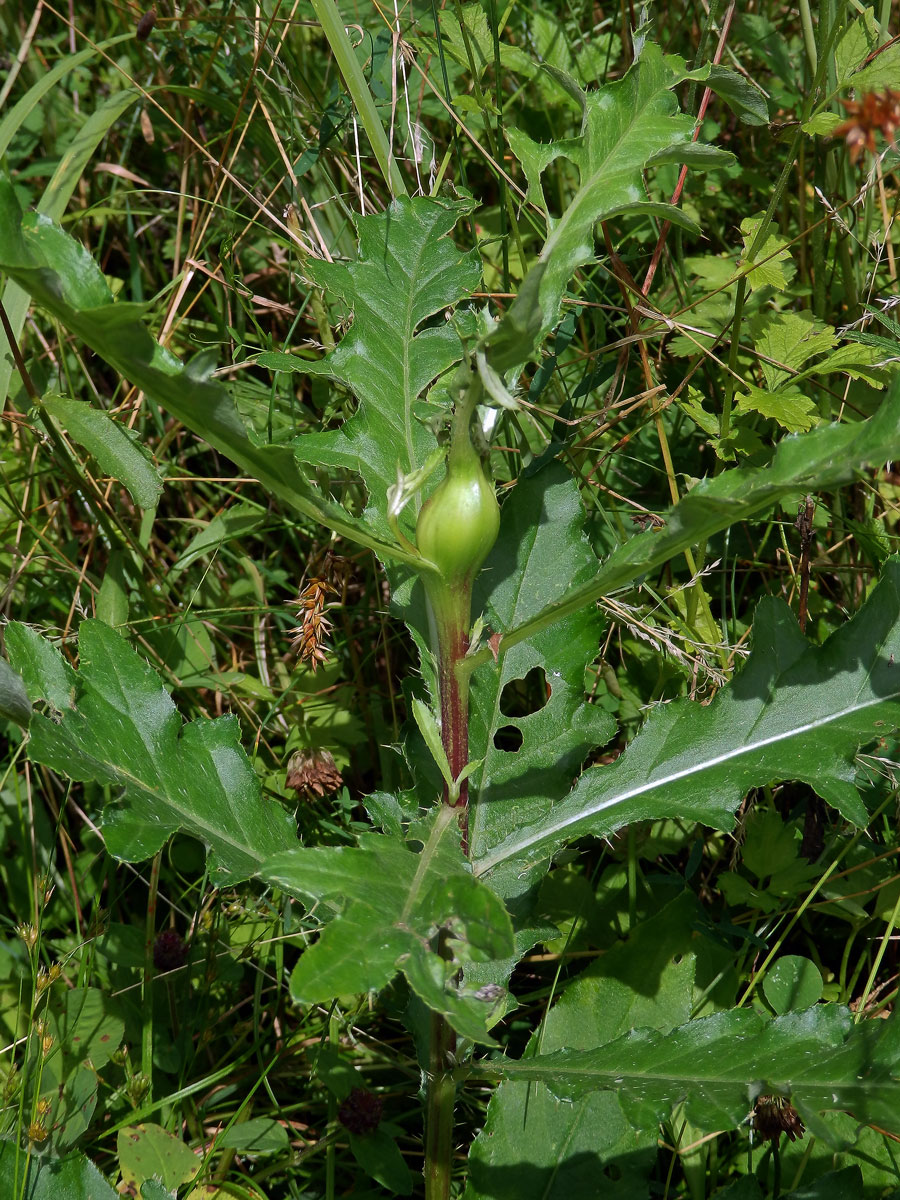 Hálky dvoukřídlé Urophora cardui, pcháč oset (Cirsium arvense (L.) Scop.)