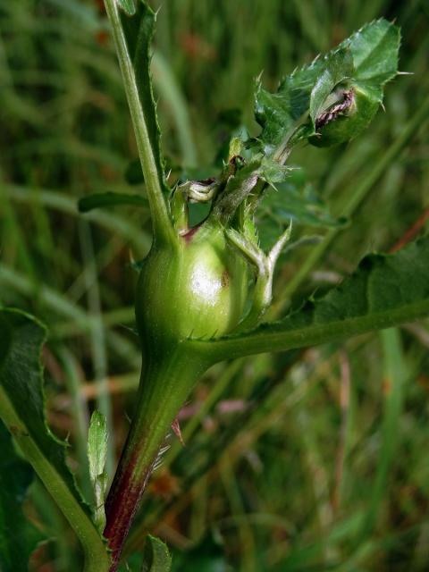 Hálky dvoukřídlé Urophora cardui, pcháč oset (Cirsium arvense (L.) Scop.)