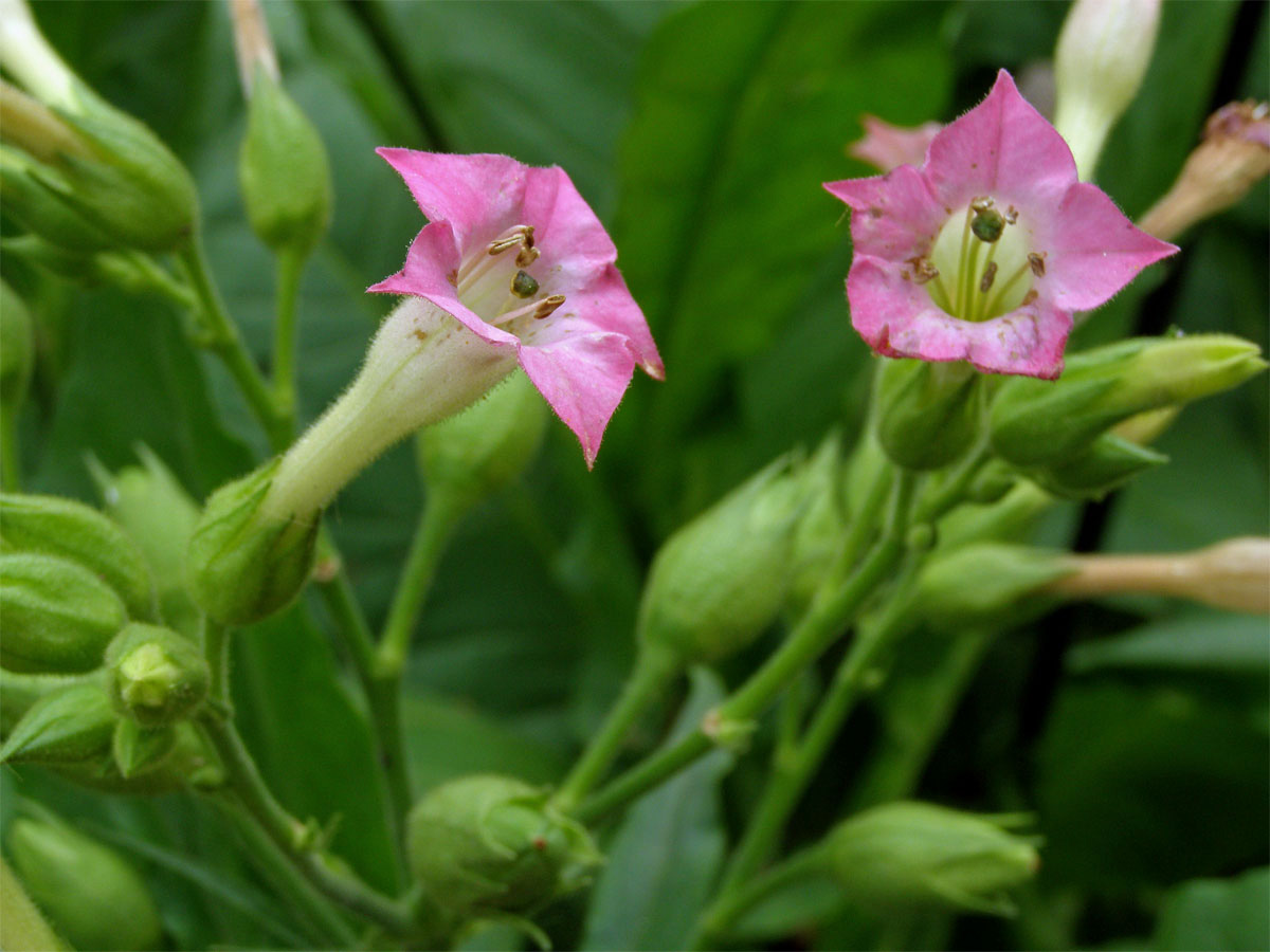 Tabák virginský (Nicotiana tabacum L.)