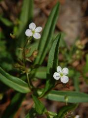 Rozrazil štítkovitý (Veronica scutellata L.)