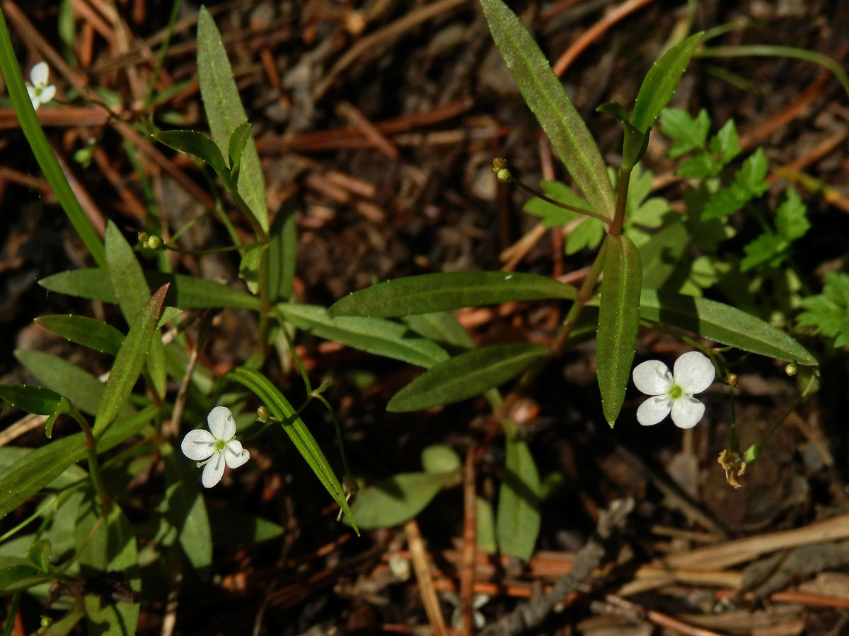 Rozrazil štítkovitý (Veronica scutellata L.)