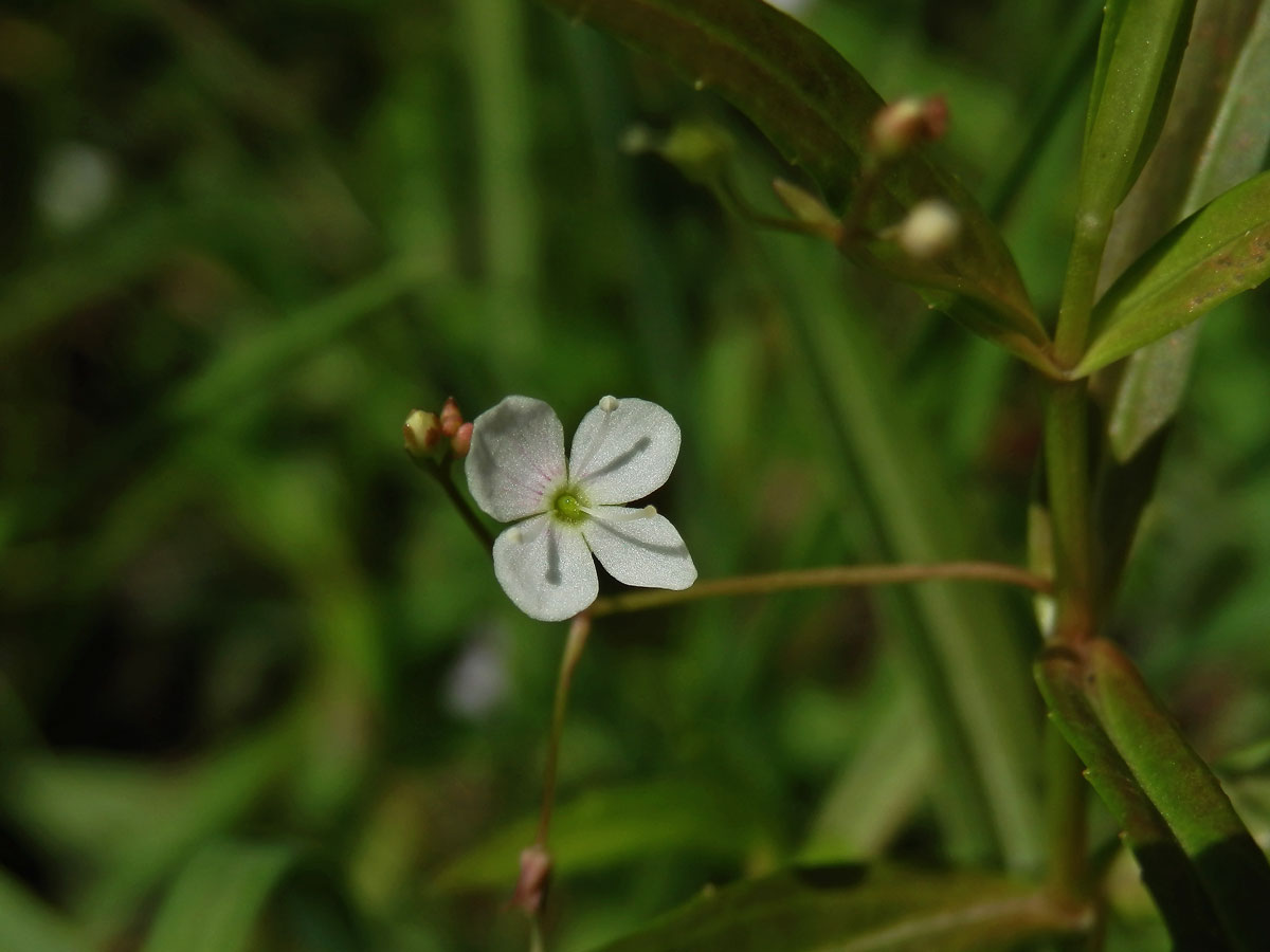 Rozrazil štítkovitý (Veronica scutellata L.)