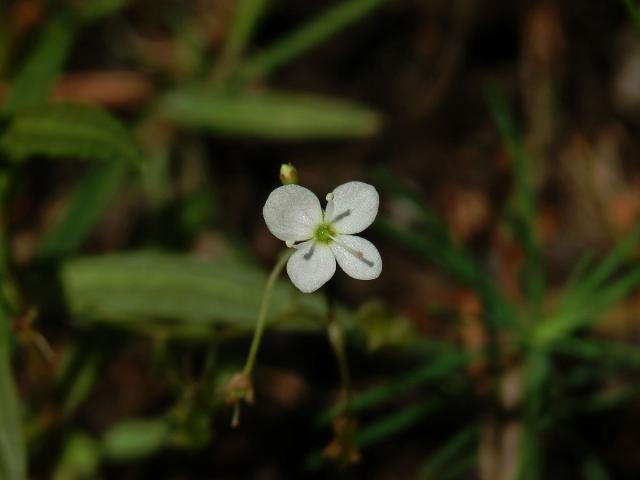 Rozrazil štítkovitý (Veronica scutellata L.)