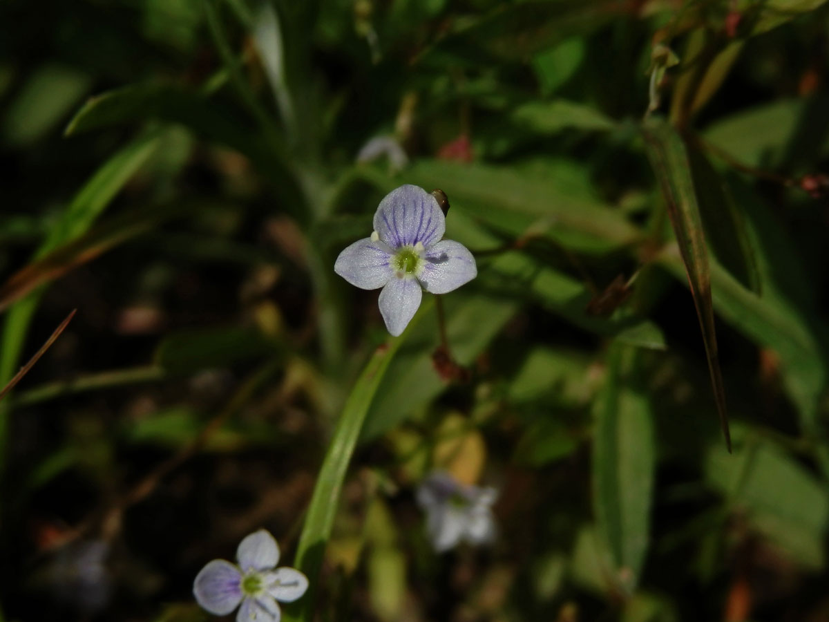 Rozrazil štítkovitý (Veronica scutellata L.)