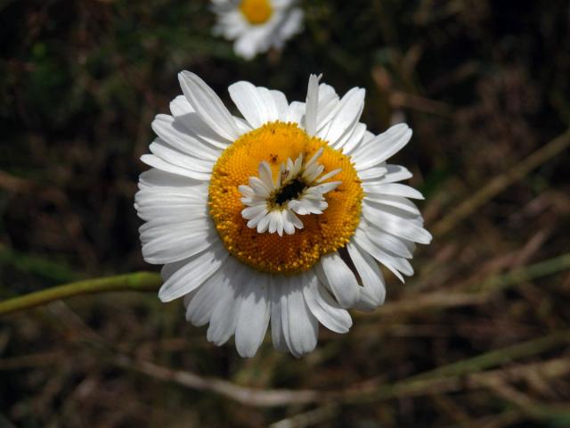 Rmen smrdutý (Anthemis cotula L.), fasciace stonku