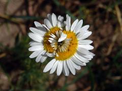 Rmen smrdutý (Anthemis cotula L.), fasciace stonku