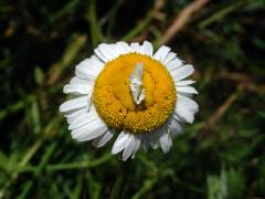 Rmen smrdutý (Anthemis cotula L.), fasciace stonku