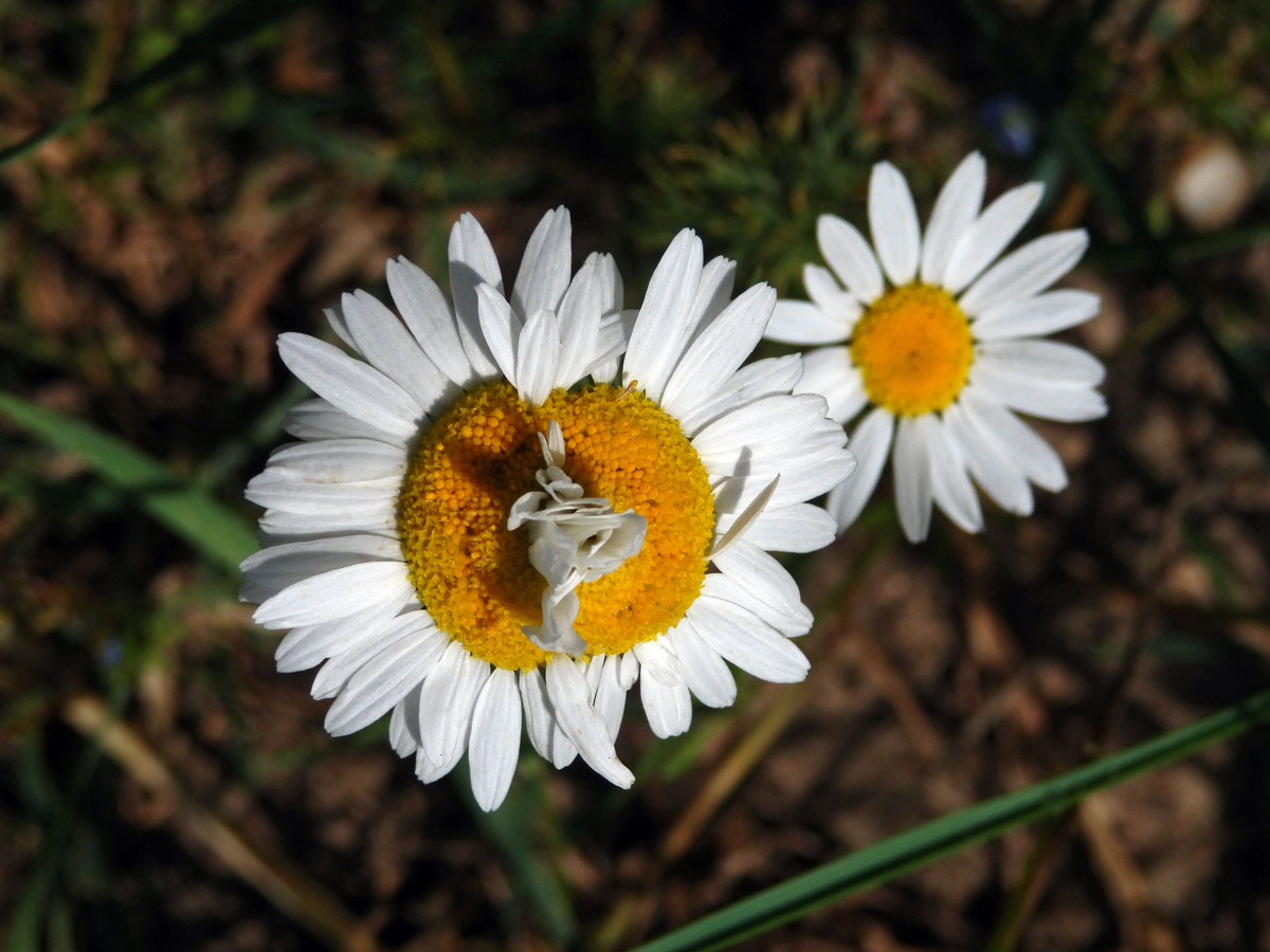 Rmen smrdutý (Anthemis cotula L.), fasciace stonku