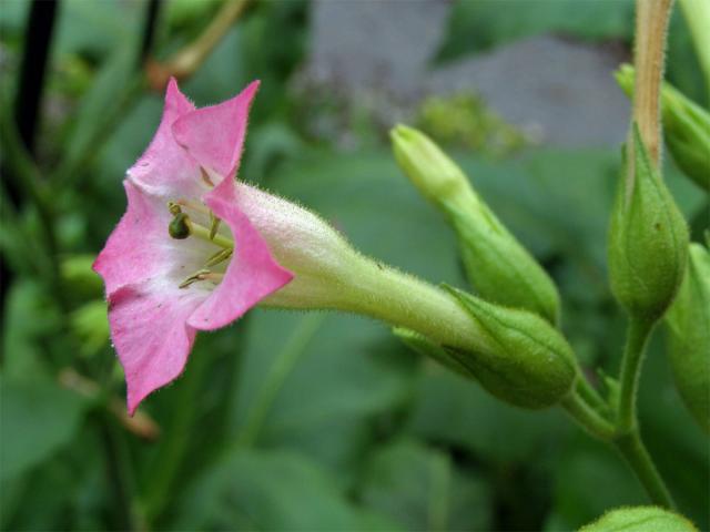 Tabák virginský (Nicotiana tabacum L.)