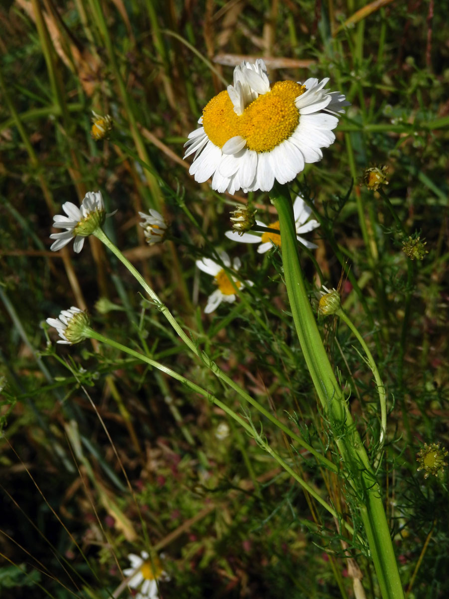 Rmen smrdutý (Anthemis cotula L.), fasciace stonku