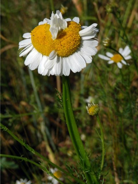 Rmen smrdutý (Anthemis cotula L.), fasciace stonku