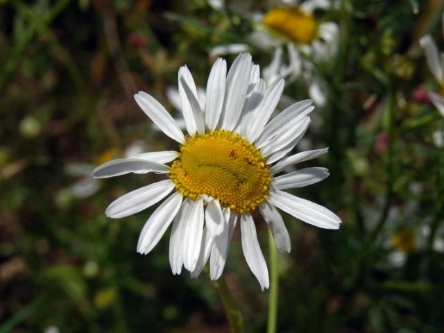 Rmen smrdutý (Anthemis cotula L.), fasciace stonku