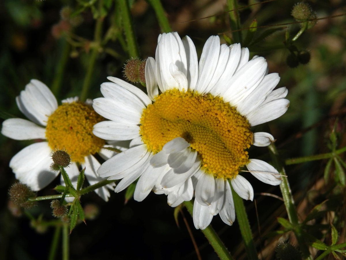 Rmen smrdutý (Anthemis cotula L.), fasciace stonku