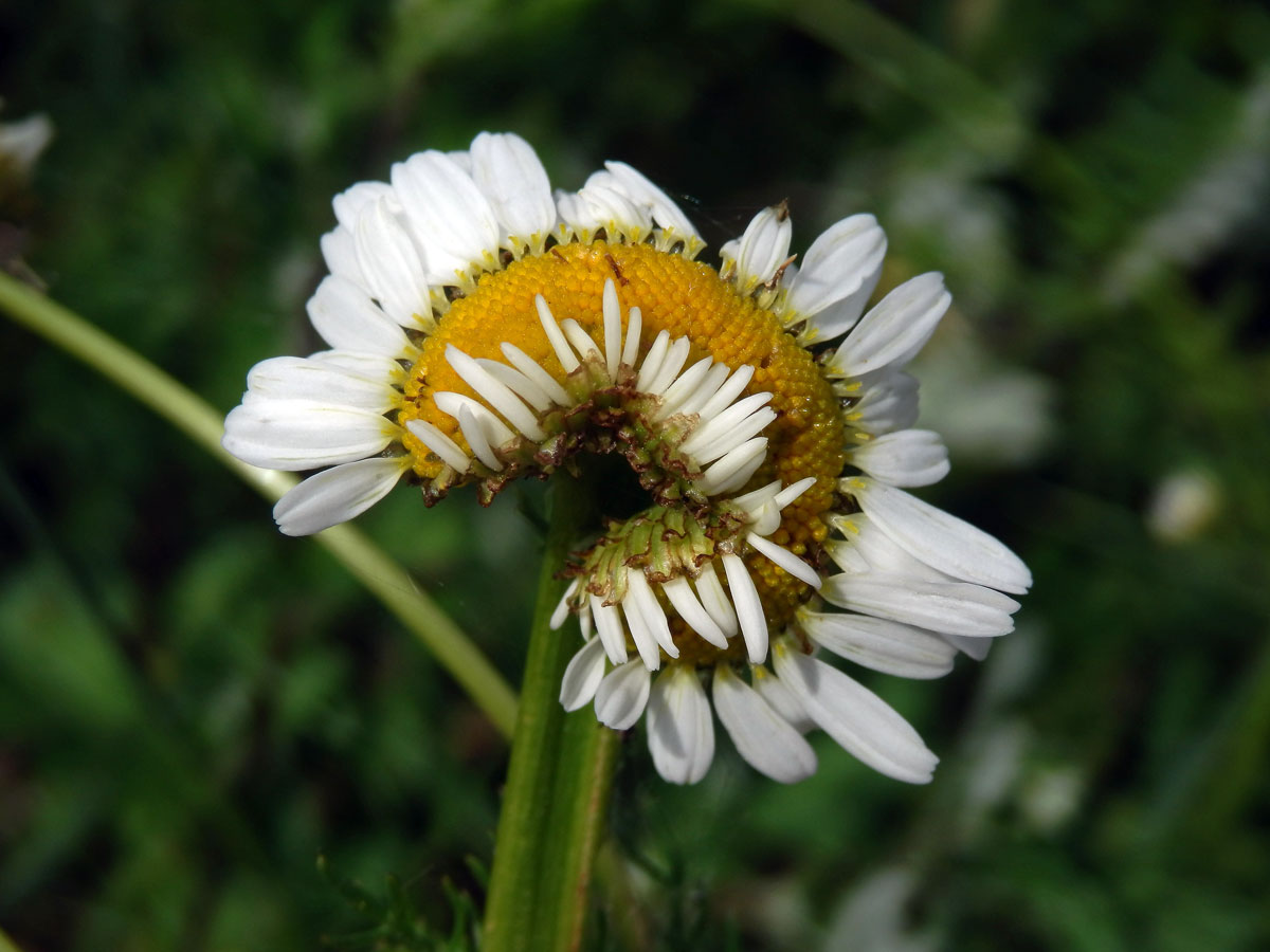 Rmen smrdutý (Anthemis cotula L.), fasciace stonku