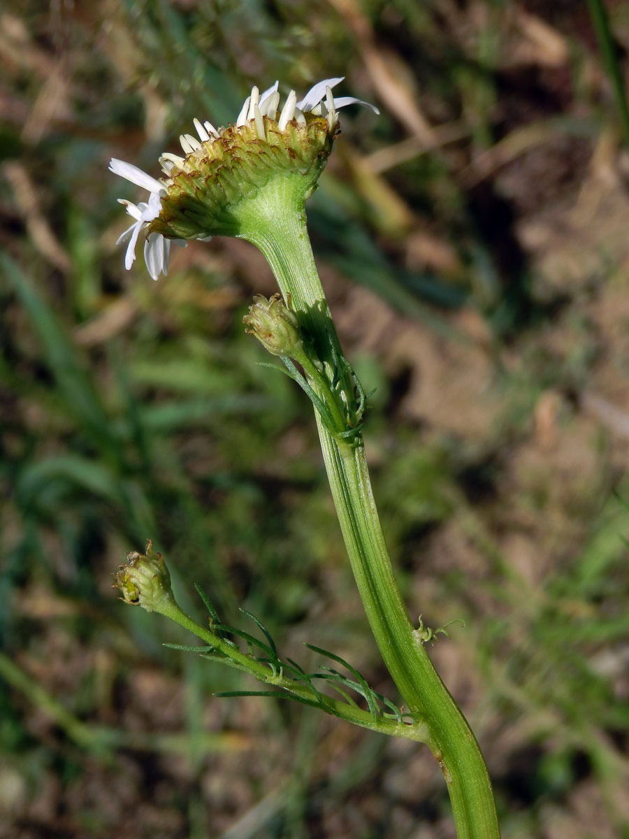 Rmen smrdutý (Anthemis cotula L.), fasciace stonku