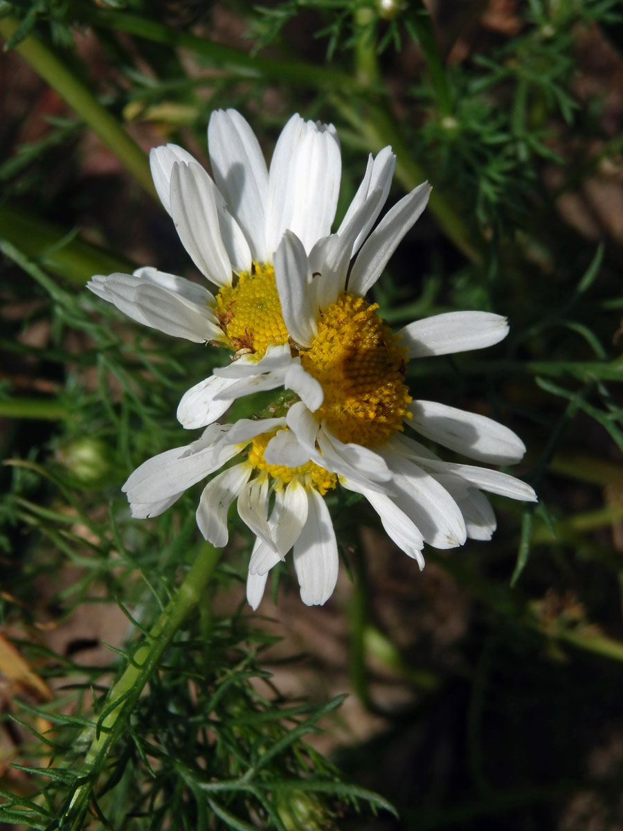 Rmen smrdutý (Anthemis cotula L.), fasciace stonku