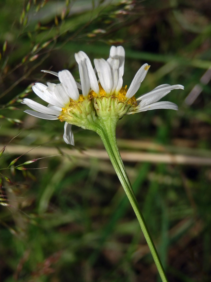 Rmen smrdutý (Anthemis cotula L.), fasciace stonku