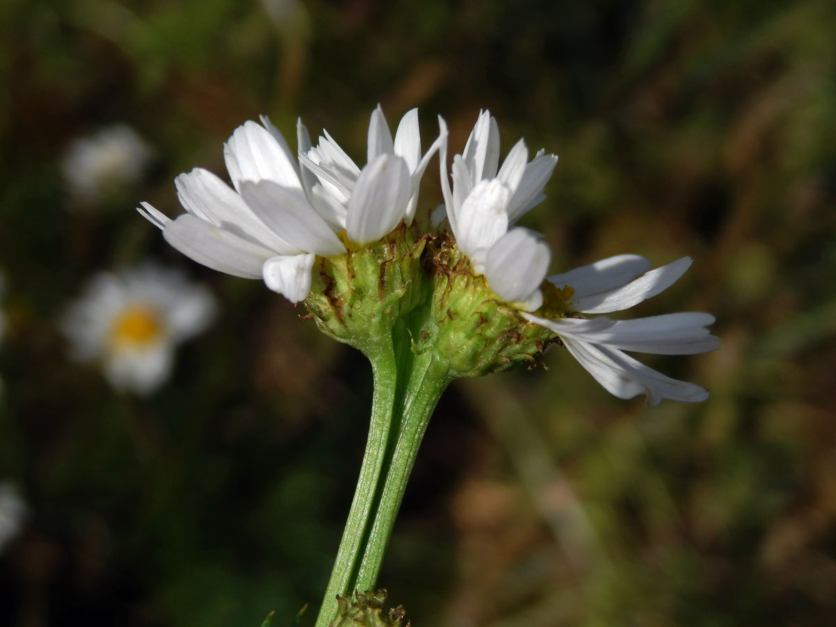 Rmen smrdutý (Anthemis cotula L.), fasciace stonku