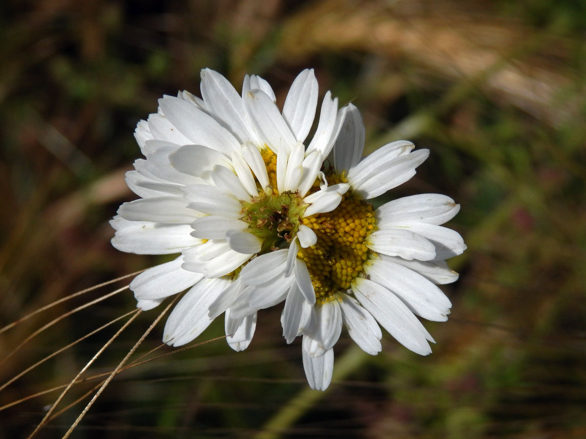 Rmen smrdutý (Anthemis cotula L.), fasciace stonku