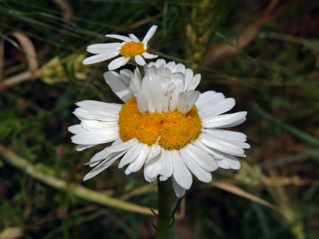 Rmen smrdutý (Anthemis cotula L.), fasciace stonku