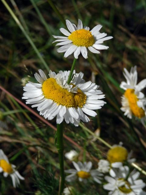 Rmen smrdutý (Anthemis cotula L.), fasciace stonku