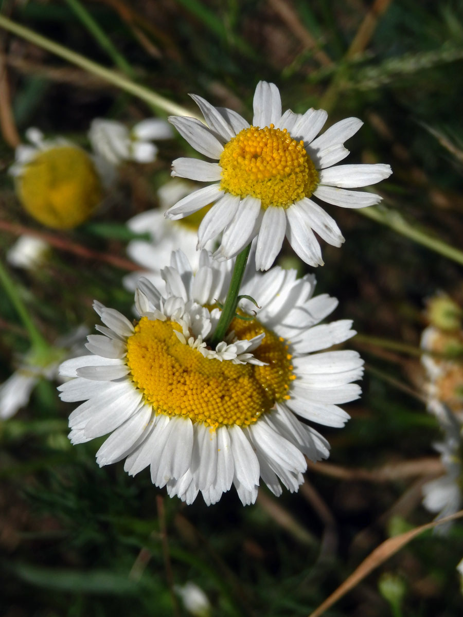 Rmen smrdutý (Anthemis cotula L.), fasciace stonku