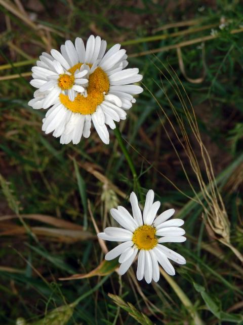 Rmen smrdutý (Anthemis cotula L.), fasciace stonku