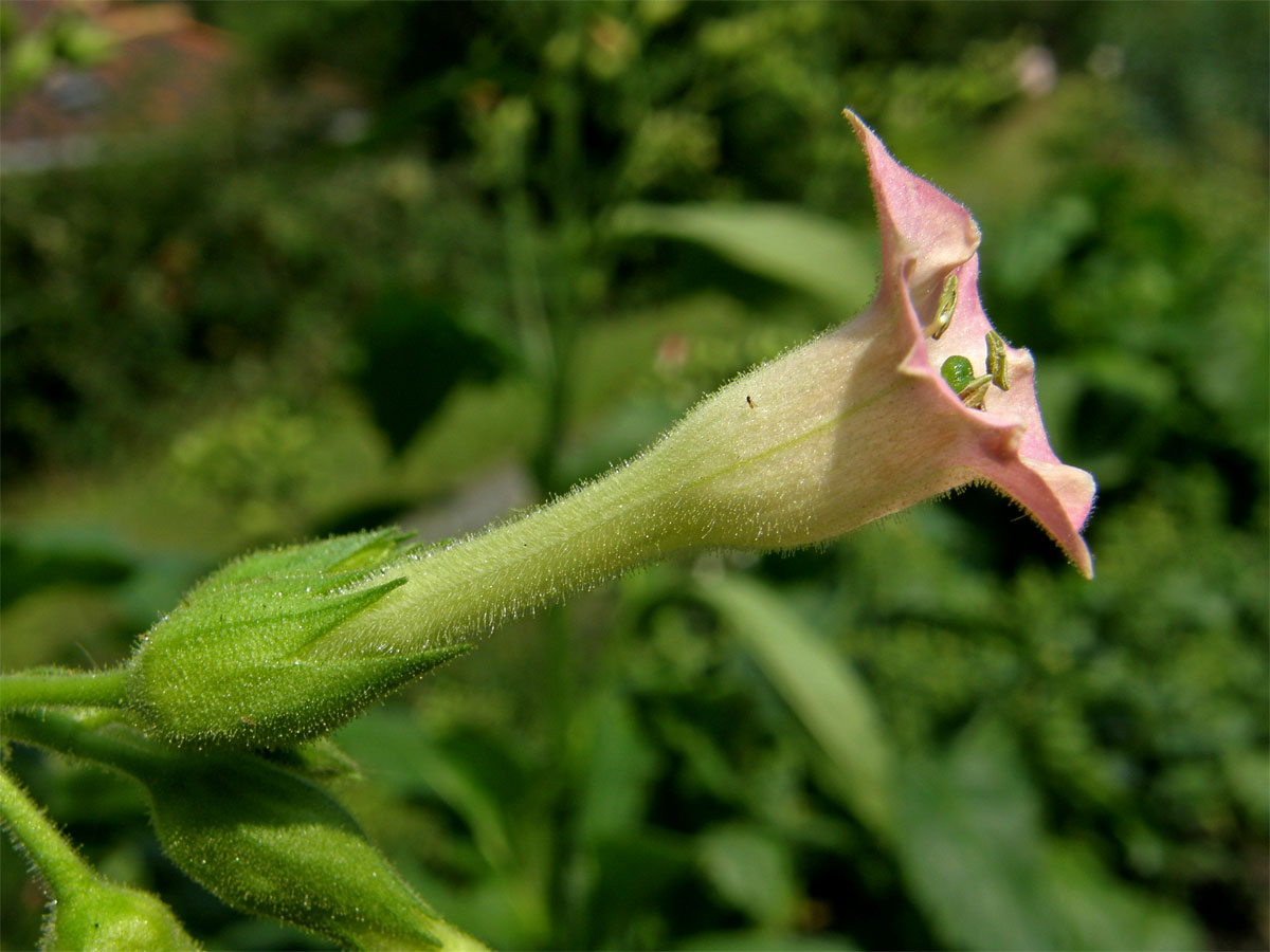 Tabák virginský (Nicotiana tabacum L.)