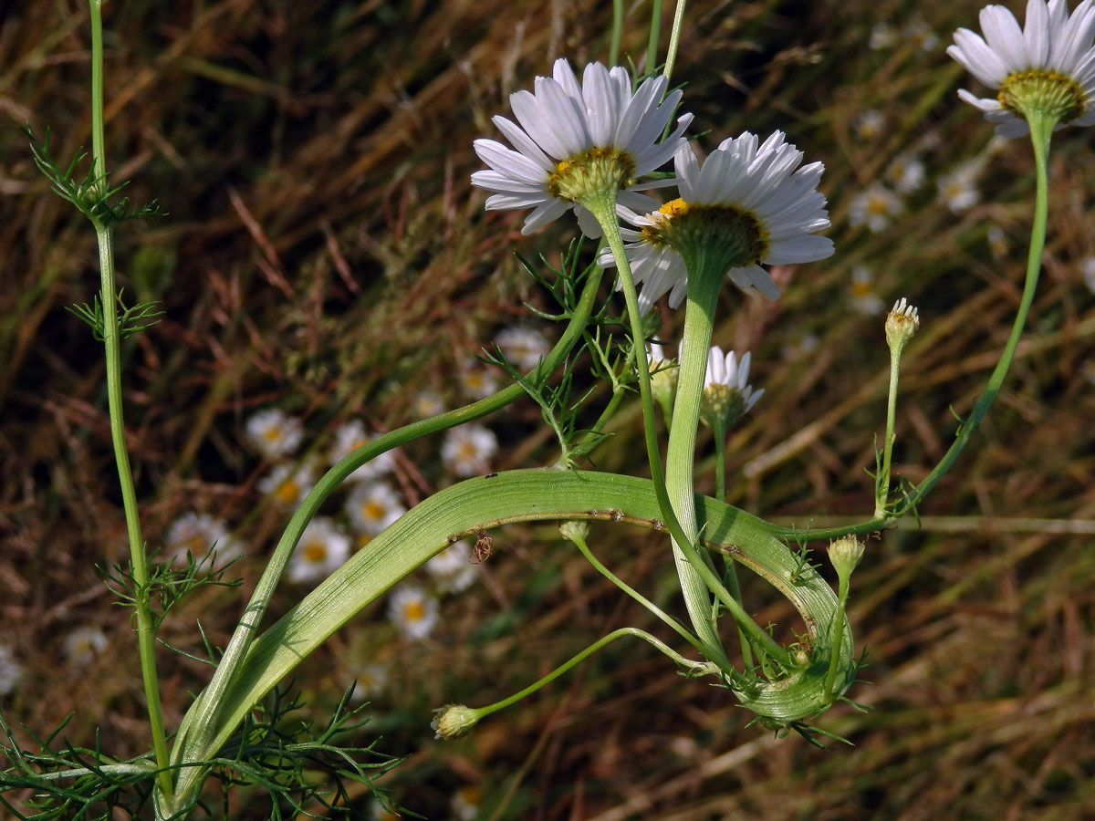 Rmen smrdutý (Anthemis cotula L.), fasciace stonku