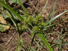 Šáchor miličkový (Cyperus eragrostis Lam.)