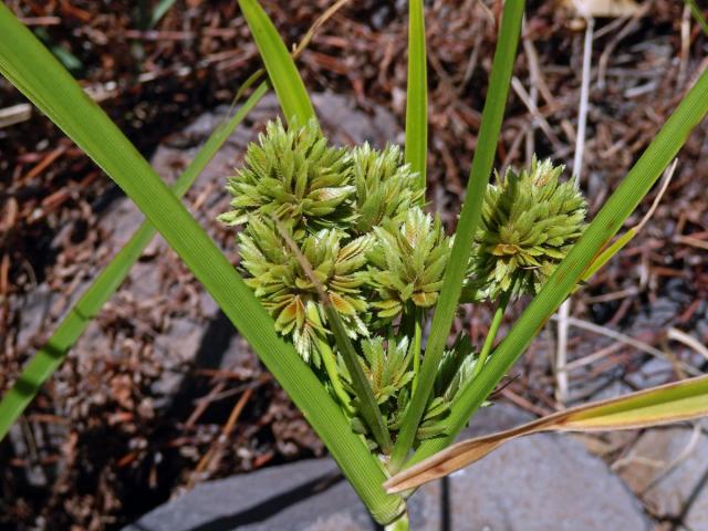 Šáchor miličkový (Cyperus eragrostis Lam.)