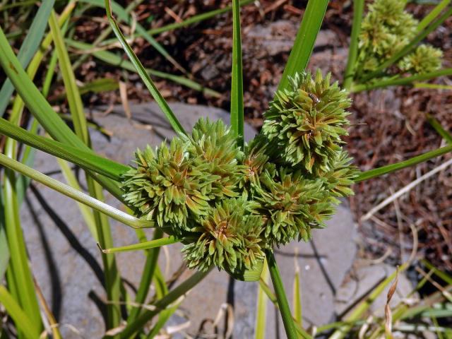 Šáchor miličkový (Cyperus eragrostis Lam.)