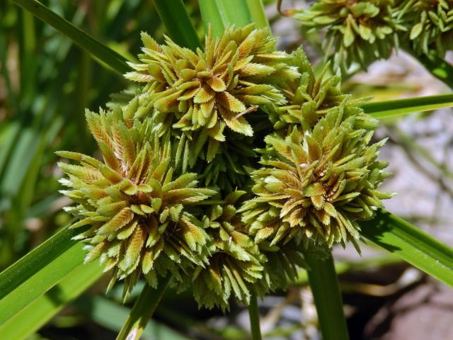 Šáchor miličkový (Cyperus eragrostis Lam.)