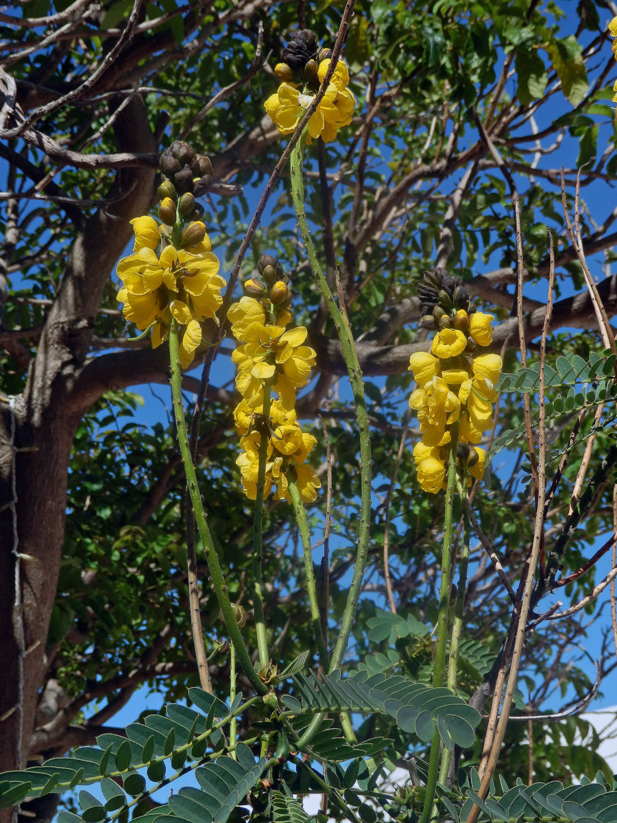 Senna didymobotrya (Fresen.) H. S. Irwin et Barneby