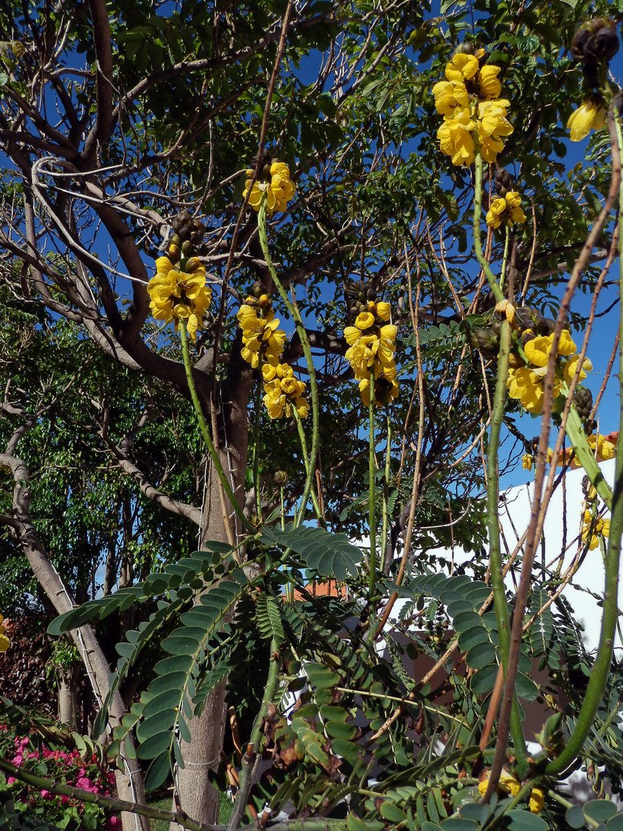 Senna didymobotrya (Fresen.) H. S. Irwin et Barneby