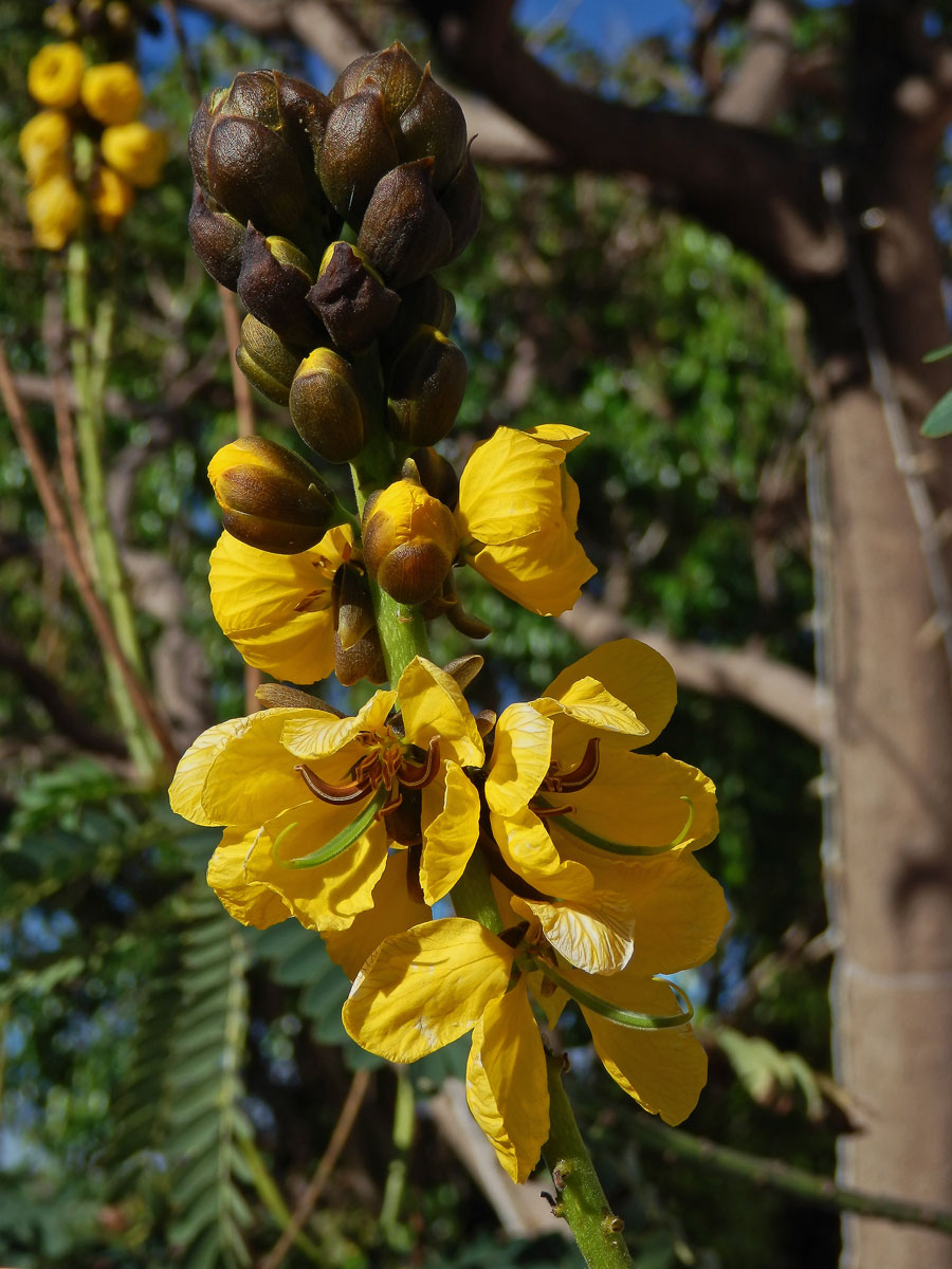 Senna didymobotrya (Fresen.) H. S. Irwin et Barneby