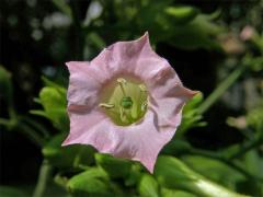 Tabák virginský (Nicotiana tabacum L.)