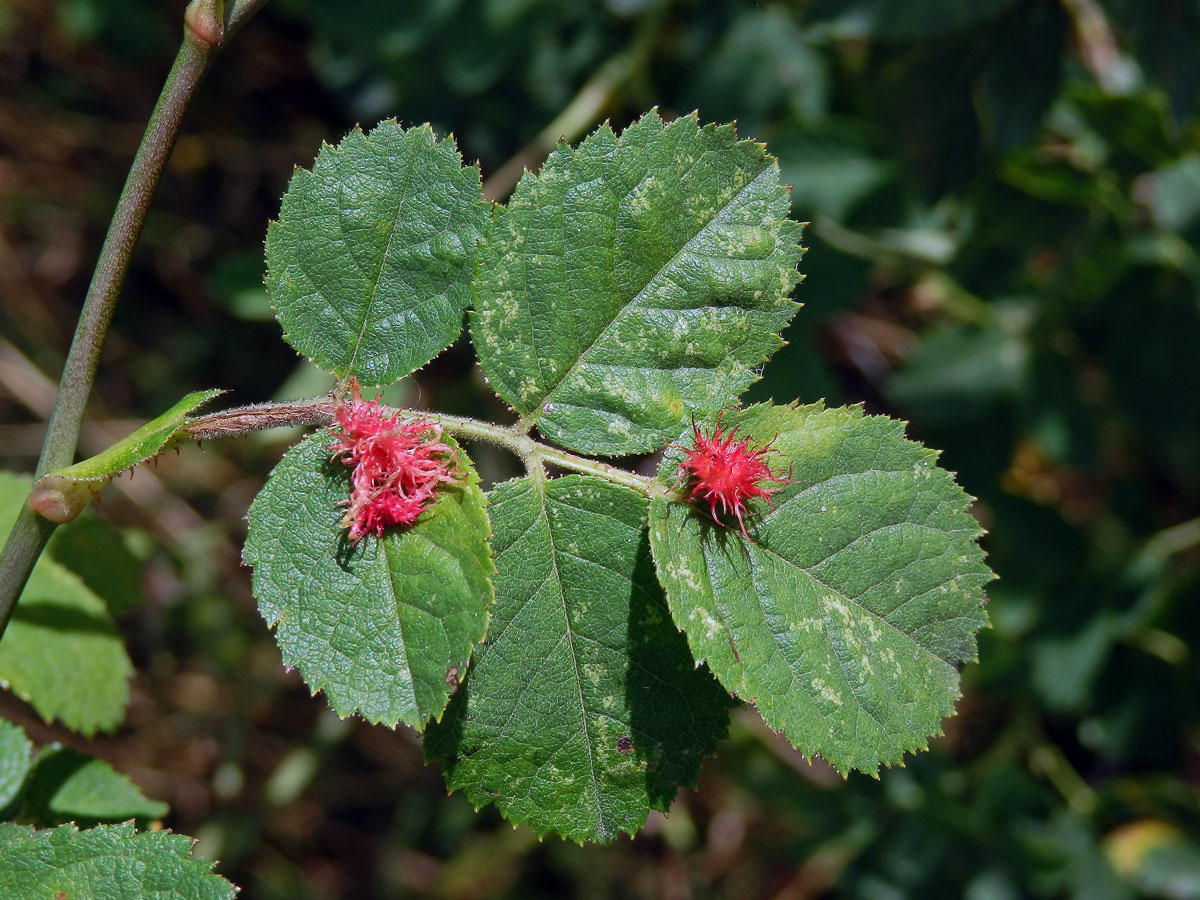 Hálky žlabatky růžové (Diplolepis rosae)