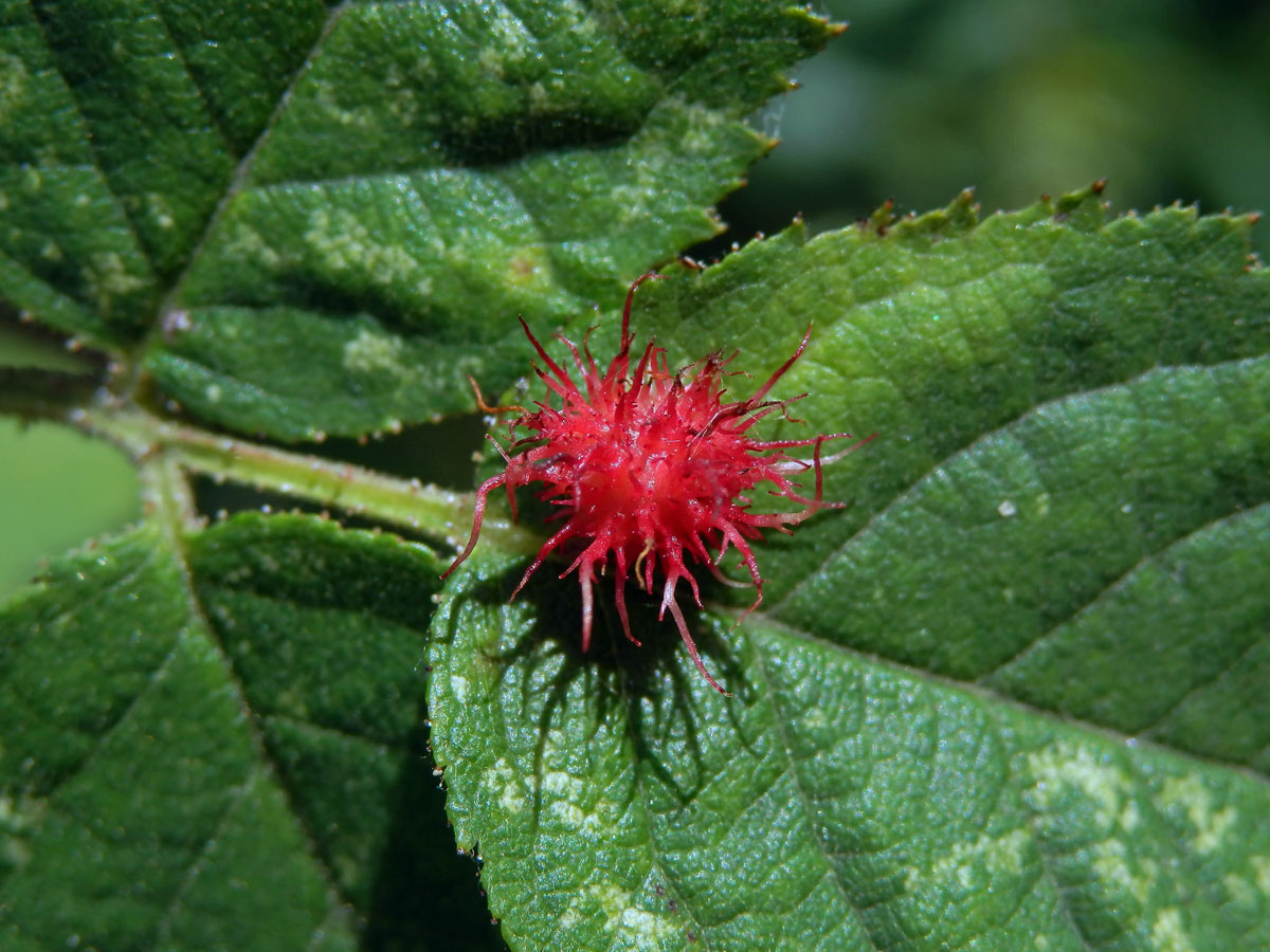 Hálky žlabatky růžové (Diplolepis rosae)