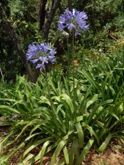 Kalokvět (Agapanthus praecox Willd.)