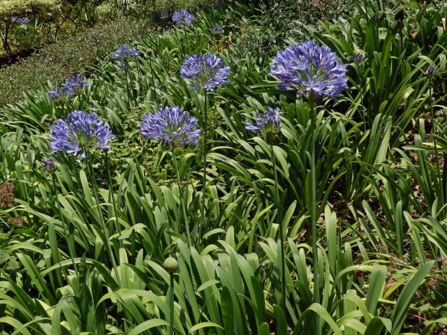 Kalokvět (Agapanthus praecox Willd.)