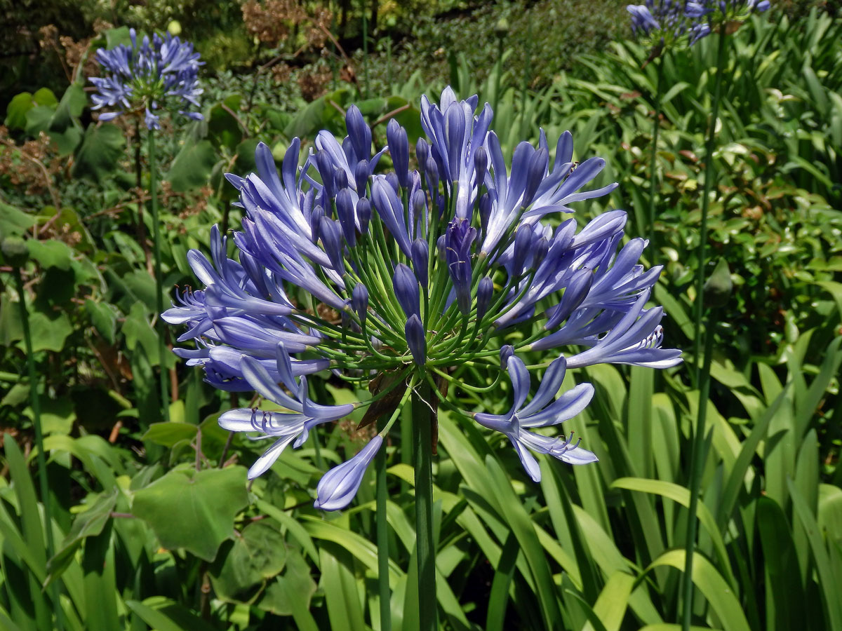 Kalokvět (Agapanthus praecox Willd.)