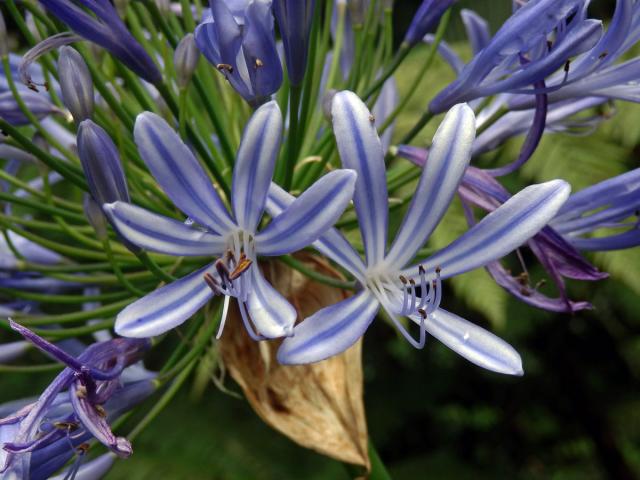 Kalokvět (Agapanthus praecox Willd.)